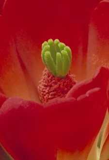 Images Dated 31st August 2006: Claret Cup Cactus Blossum - New Mexico, USA