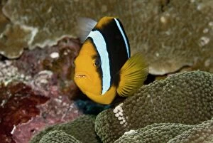 Images Dated 19th April 2007: Clarks Anemonefish - female - Papua New Guinea