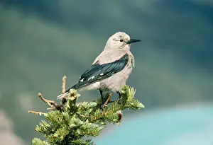 Clarks Prints: Clark's Nutcracker