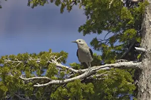 Clarks Prints: Clark's Nutcracker Crater Lake National Park, Oregon, USA BI003489