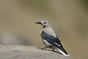 Clark's Nutcracker Crater Lake National Park Oregon, USA BI003487