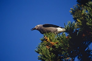 Images Dated 12th December 2007: Clark's Nutcracker - harvesting seed from Whitebark pine tree. Subalpine meadow