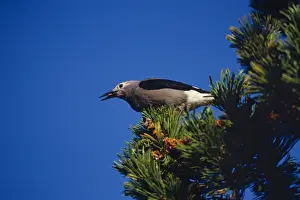 Washington Prints: Clark's Nutcracker - harvesting seed from Whitebark pine tree