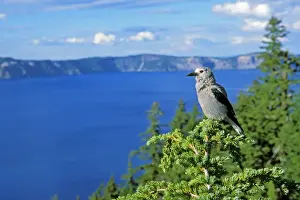 Lakes Prints: Clark's Nutcracker - sitting in top of hemlock tree Crater Lake National Park