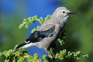 Clarks Prints: Clark's Nutcracker - sitting in top of hemlock tree Crater Lake National Park