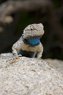 Images Dated 20th July 2008: Clark's Spiny Lizard - Sonoran Desert - Arizona - USA