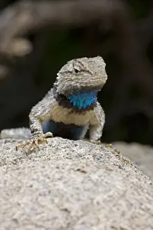 Clarks Prints: Clark's Spiny Lizard - Sonoran Desert - Arizona - USA