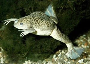 Frog Collection: Clawed Toad Xenopus - Underwater. Africa