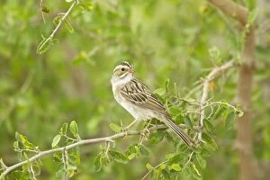 Images Dated 2nd May 2012: Clay-colored Sparrow