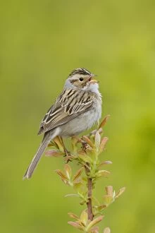 Clay-colored Sparrow - Singing