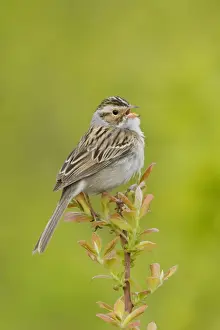 Spizella Prints: Clay-colored Sparrow - Singing - Connecticut USA - May