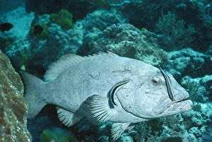 Images Dated 29th October 2007: Cleaner Fish - on Coral Cod Great Barrier Reef. Australia