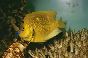 Co Operation Prints: Cleaner Fish LB 4841 Cleaning from Three Spot Angel Fish © Ian R