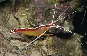 Cleaner Shrimp