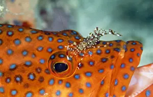 Marine Prints: Cleaner Shrimp - cleaning Grouper (Cephalopholis miniata)