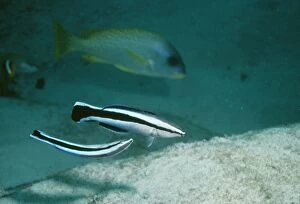 Images Dated 19th July 2006: Cleaner Wrasse - mating display