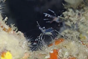 Images Dated 9th July 2014: Clear Cleaner Shrimp with eggs by hole on night