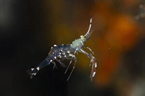 Images Dated 25th February 2019: Clear Cleaner Shrimp - freeswimming - K41 dive site, Dili, East Timor (Timor Leste) Date: 25-Feb-19