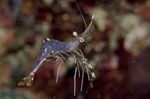 Images Dated 13th March 2014: Clear Cleaner Shrimp Gili Lawa Darat Island, north