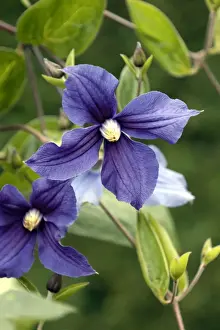 Clematis Durandii East Sussex Garden, UK