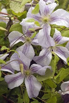 Images Dated 19th August 2004: Clematis 'Emilia Plater' East Sussex Garden, UK