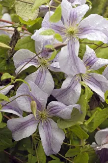 Buds Prints: Clematis Emilia Plater East Sussex Garden, UK