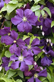 Clematis Etoile Violette East Sussex Garden. July Viticella