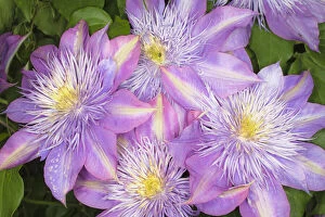 Images Dated 8th August 2011: Clematis flower