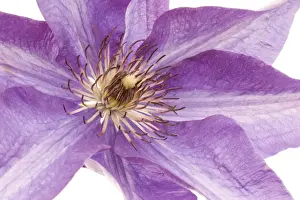 Greetings Prints: Clematis Flower - on white background