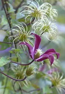 Variety Prints: Clematis Gravetye Beauty with adjacent seed-heads. September E. Sussex garden, UK