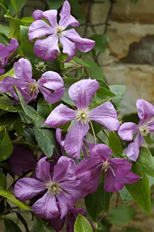 Clematis Prints: Clematis Margot Kester East Sussex Garden, UK