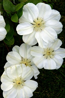 Images Dated 22nd December 2005: Clematis 'Marie Boisselot' West Sussex garden, UK June. Beautiful white variety that flowers