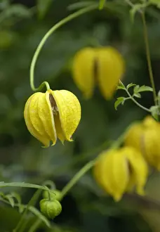 Clematis Bill McKenzie East Sussex Garden, UK