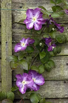 Clematis Prints: Clematis Miniseelik East Sussex Garden, UK