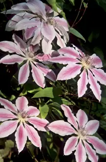 Clematis Prints: Clematis - Nelly Moser Belgium