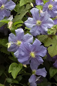 Clematis Prints: Clematis Perle D'Azur Kent Garden, UK