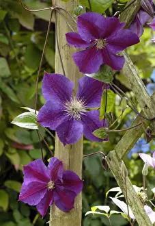 Clematis Prints: Clematis Perrins Pride East Sussex Garden, UK