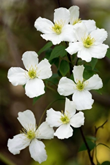 Images Dated 22nd December 2005: Clematis potaninii - West Sussex garden, UK. May