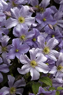 Clematis Prints: Clematis Prince Charles Kent Garden, UK