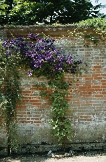 Images Dated 8th June 2004: Clematis Roots in the shade, flowers in the sun