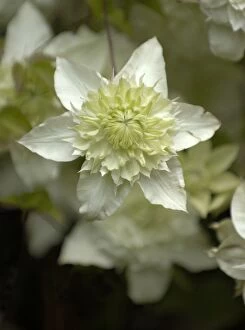 Images Dated 5th July 2004: Clematis Seiboldii Florida Alba Plena