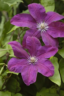 Images Dated 5th July 2004: Clematis Vitecella Polish Spirit E. Sussex Garden, July