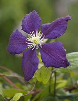Images Dated 5th July 2004: Clematis Wisley East Sussex garden. July