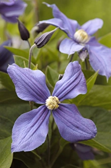 Images Dated 5th July 2004: Clematis x Durandii East Sussex Garden. July