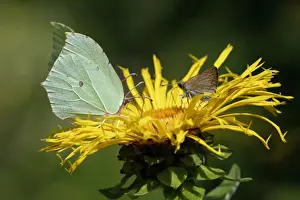 Skipper Prints: Cleopatra (left) and Large Skipper Butterfly (Ochlodes venata) - feeding on nectar of garden flower