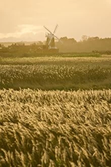 Images Dated 25th November 2008: Cley Mill and Reedbeds