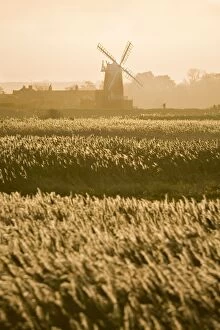 Images Dated 25th November 2008: Cley Mill and Reedbeds