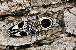 Images Dated 4th January 2008: Click Beetle
