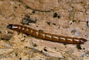 Images Dated 14th August 2009: Click Beetle Larva - garden wireworm UK