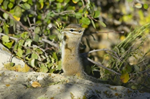 Images Dated 23rd February 1974: Cliff Chipmunk Tamias dorsalis ?